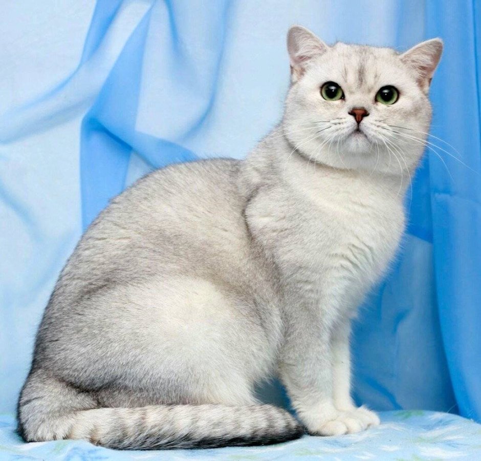 Бурмилла короткошерстная