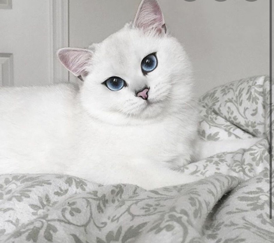 Бурмилла шиншилла