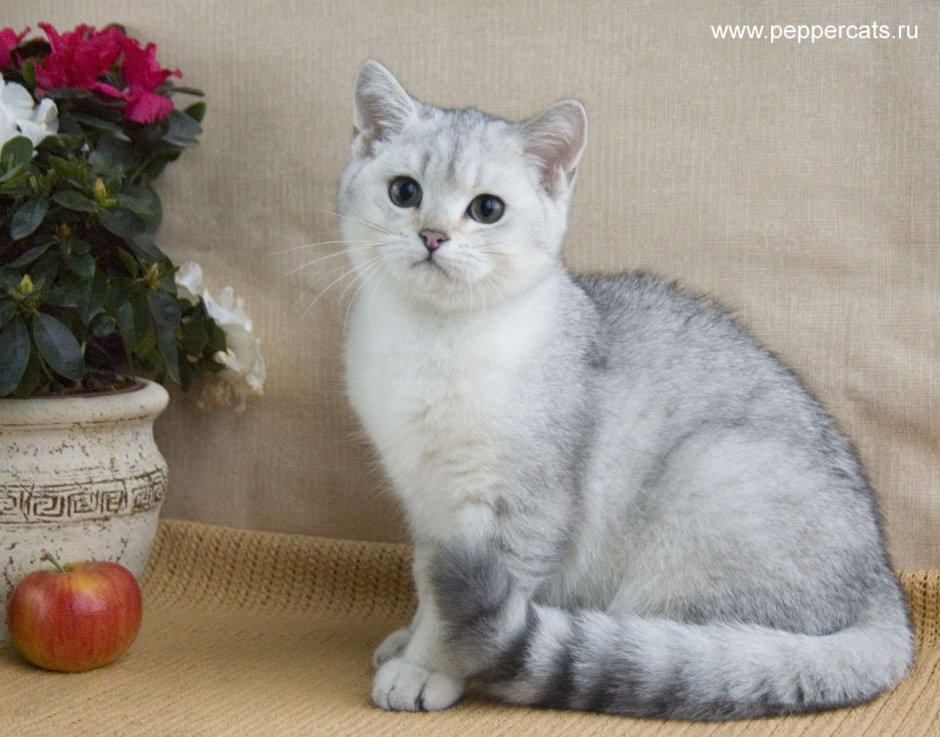 Британская серебристая шиншилла
