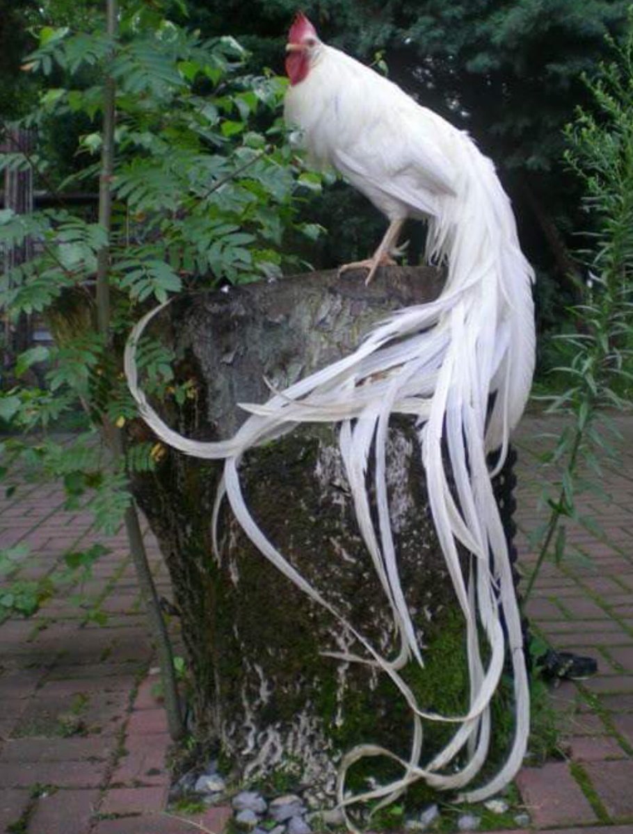 Йокогамский петух Феникс