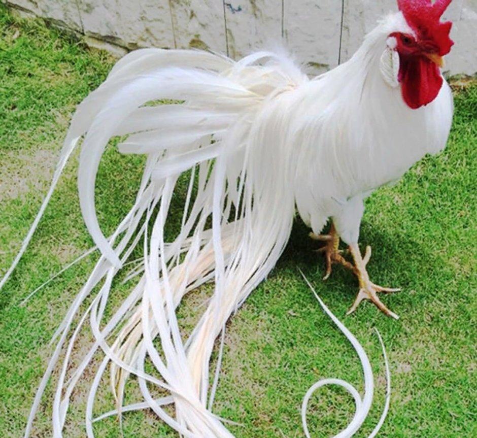 Йокогамский петух Феникс