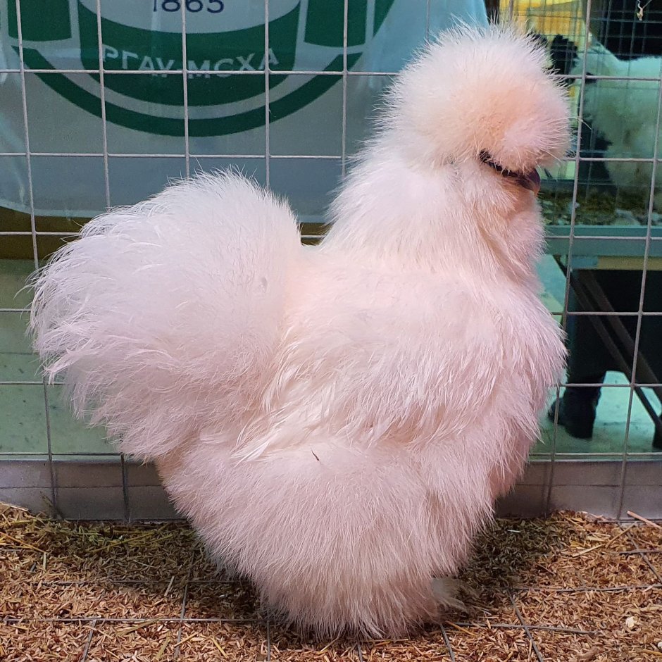 Китайская шелковая куропатчатая