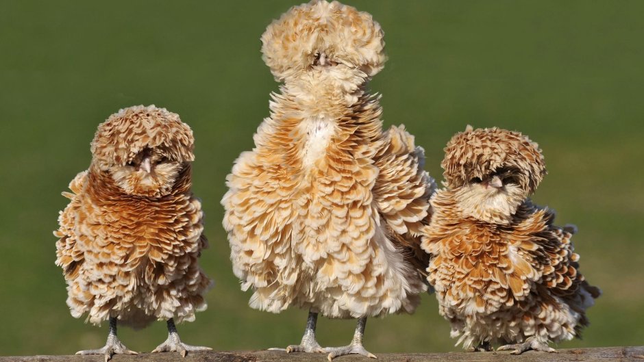 Падуан Шамоа кучерявый