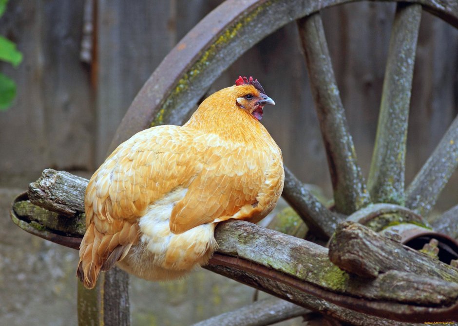 Оранжевая курица