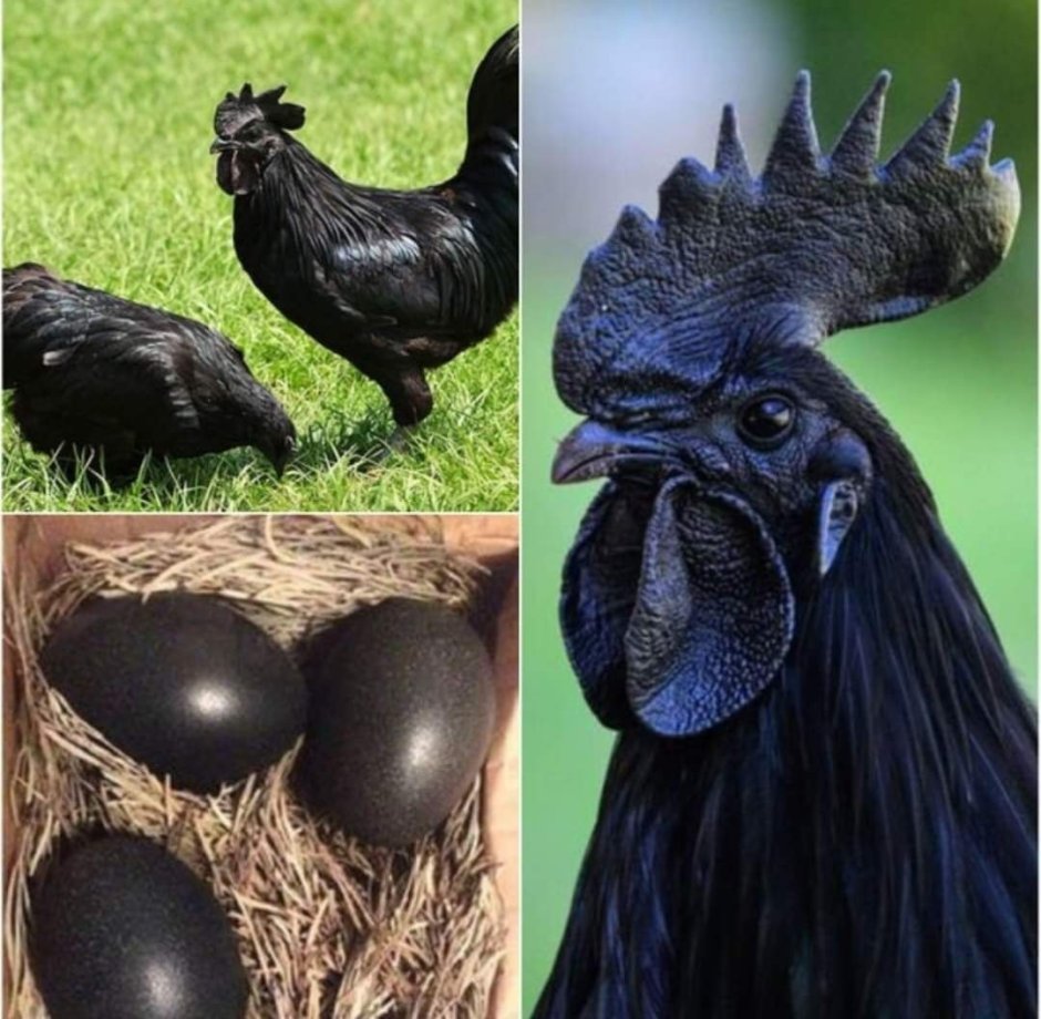 Черные куры Аям Цемани