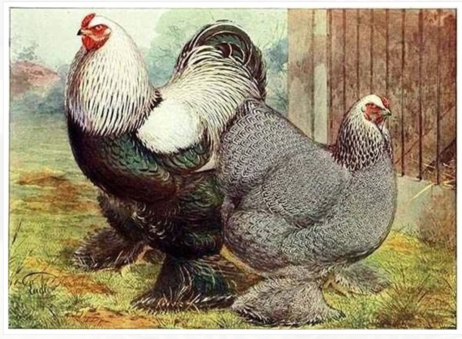 Рябушка гибрид с Брама