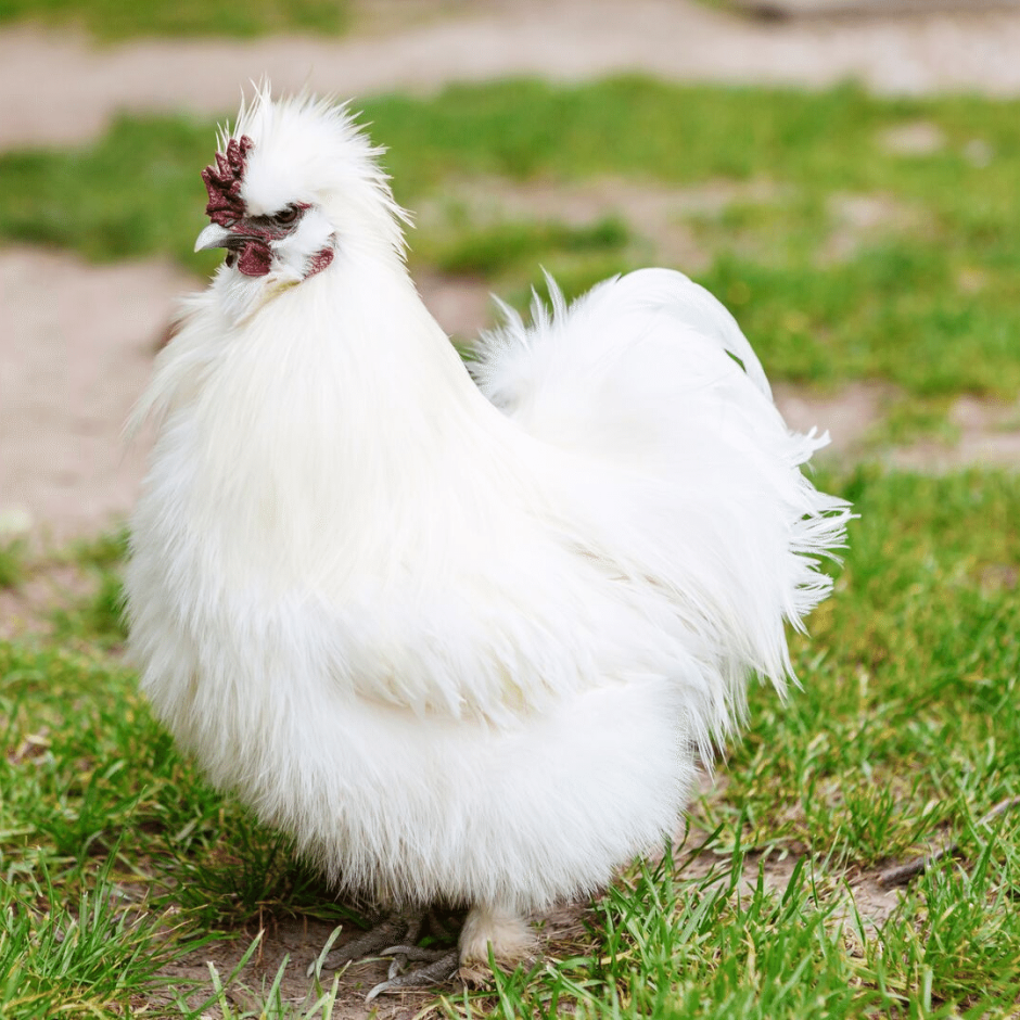 Императорские куры