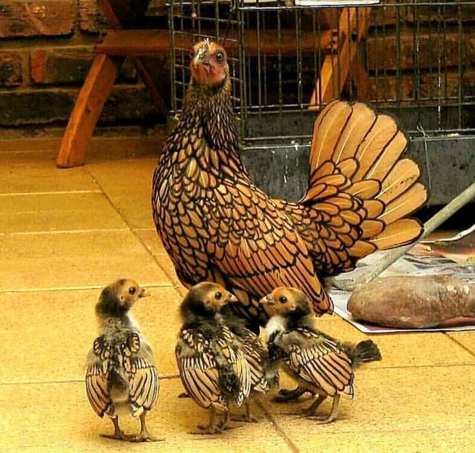 Сибрайт порода