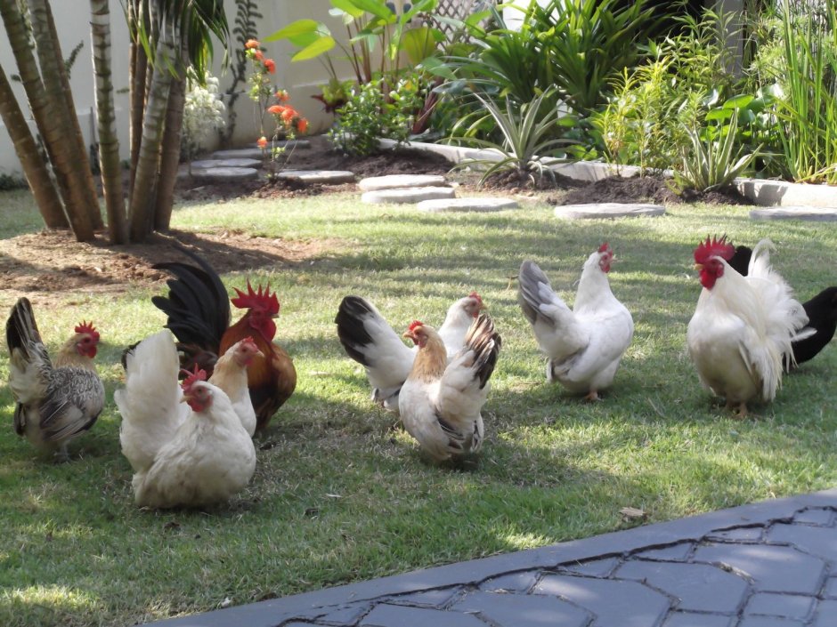 Шабо порода кур