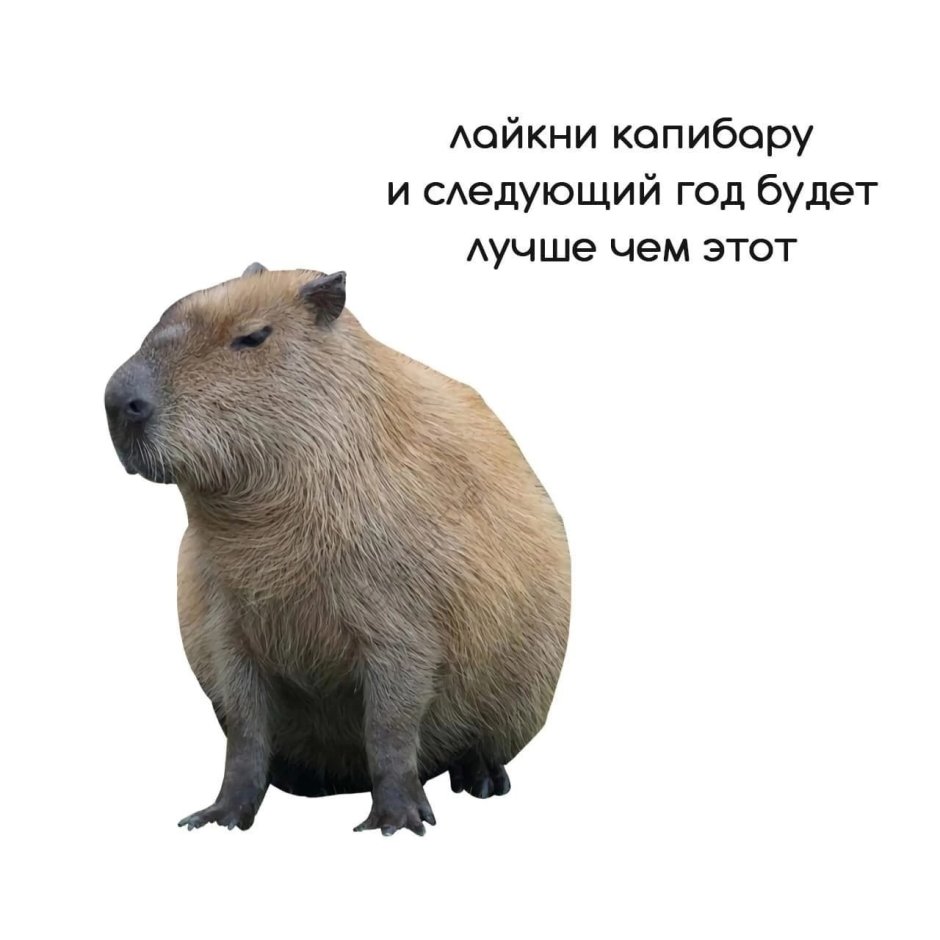 Большие морские свинки капибара