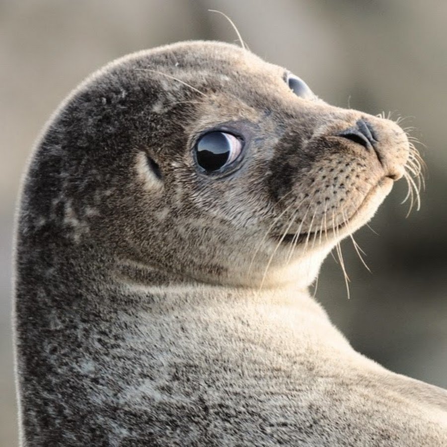 Каспийская Нерпа