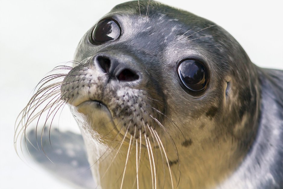 Морской котик Белек