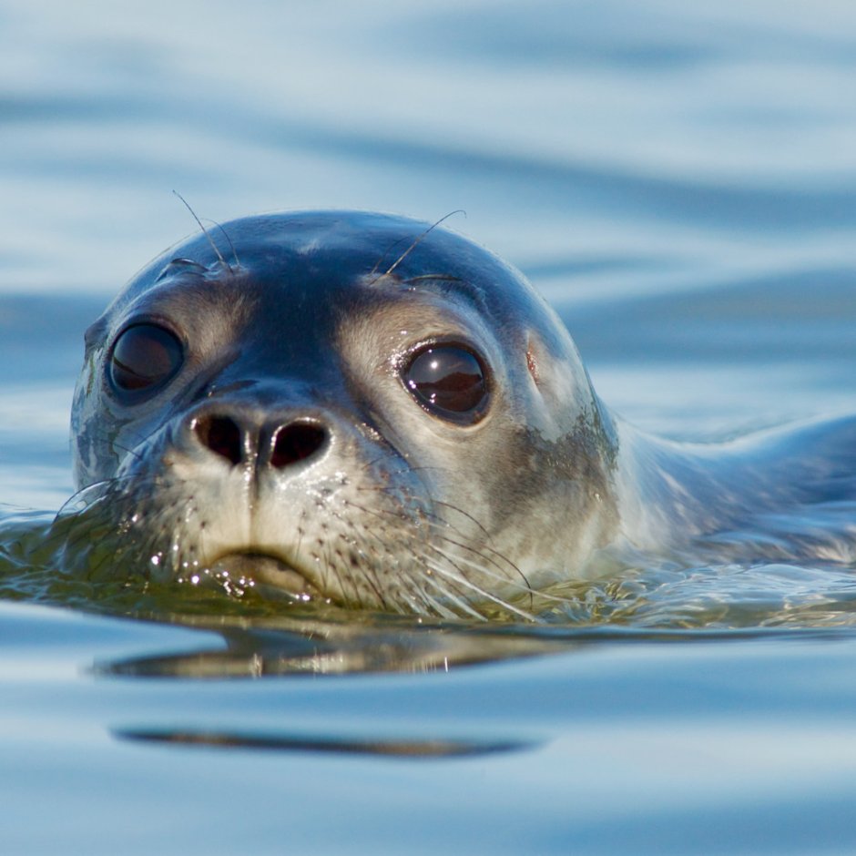 Глаза тюленя