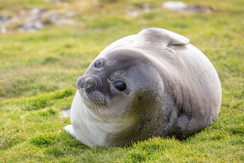 Морской котик