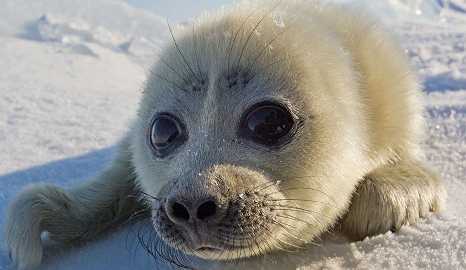 Нерпята фото