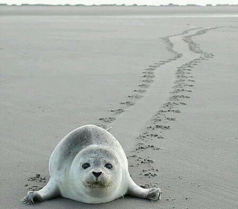 Следы моржа