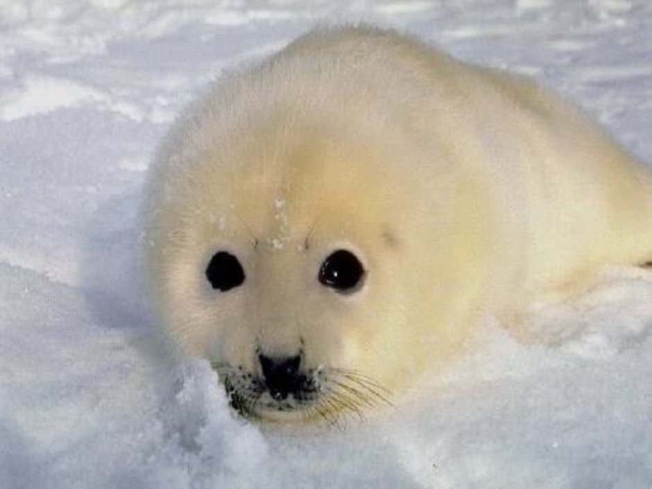 Тюлень Нерпа