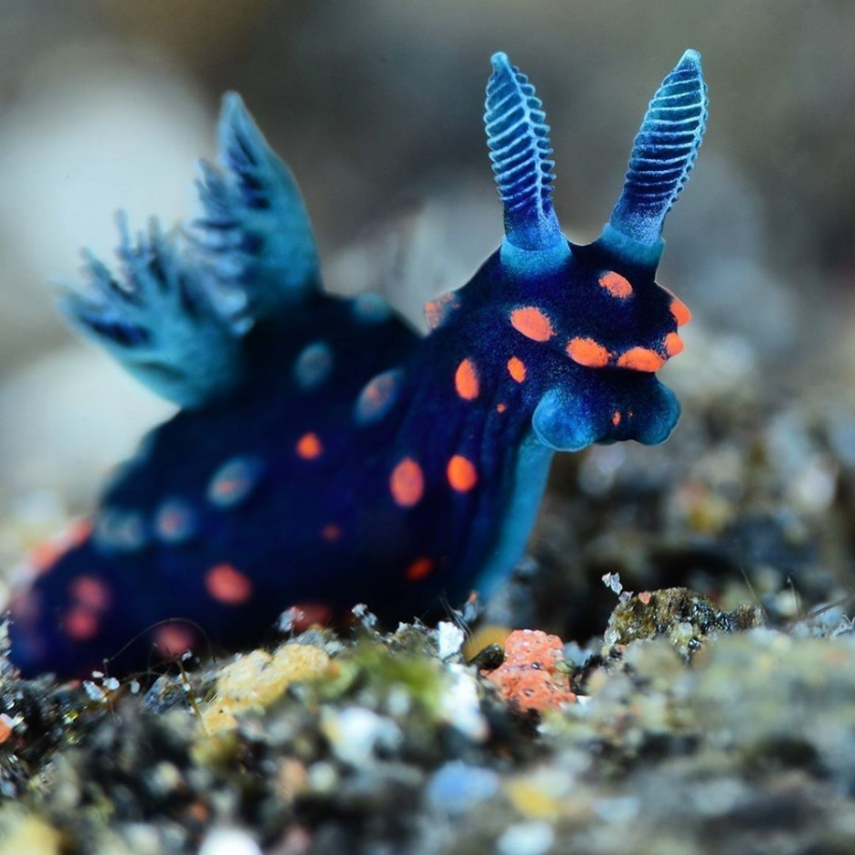 Nembrotha nudibranch