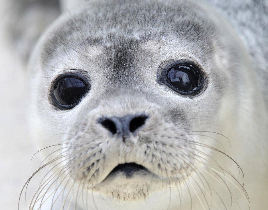 Морской котик ЗТ