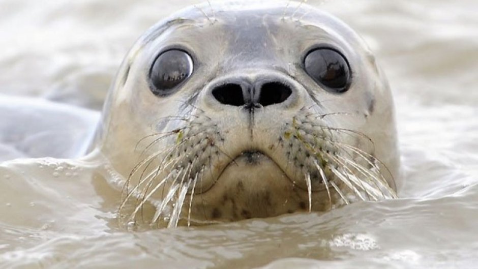 Каспийская Нерпа