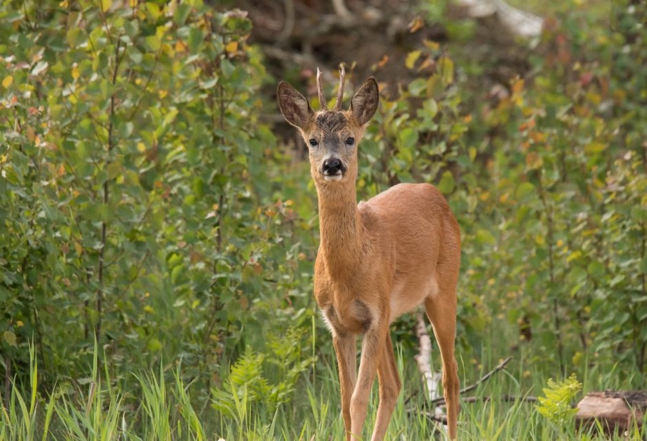 Сибирская косуля capreolus pygargus