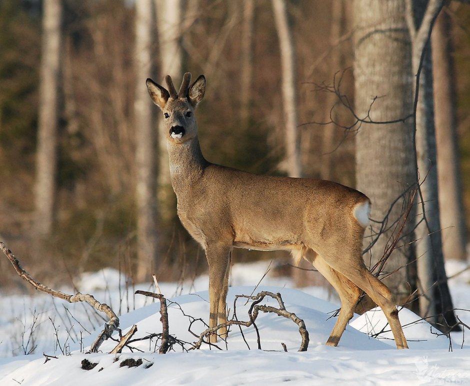 Сибирская косуля capreolus pygargus