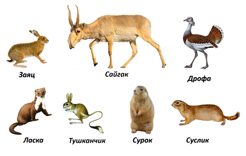 Животные Степной зоны