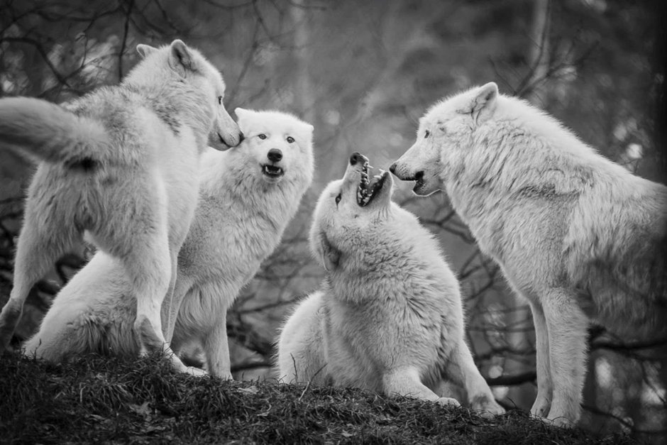 The Rule of Wolves Zoya