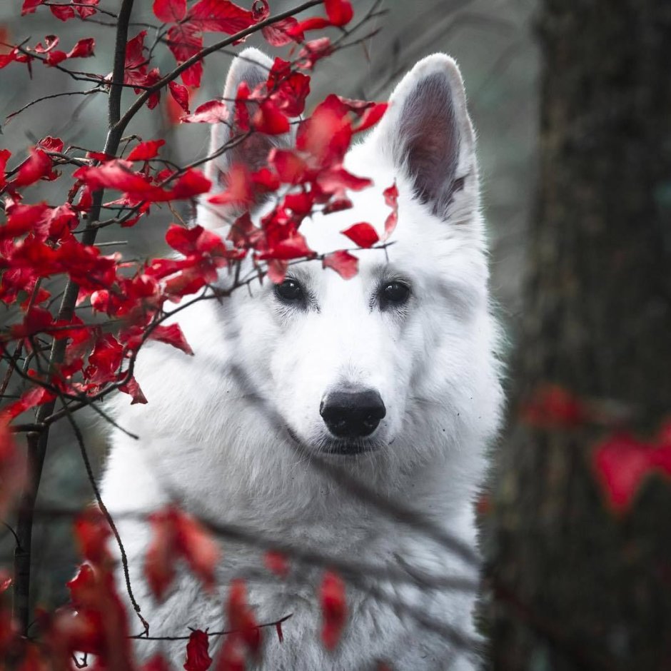 Rasta White Shepherd