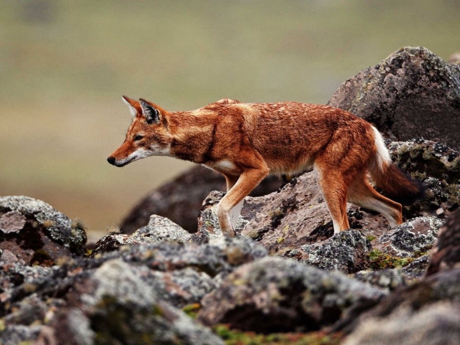 Canis simensis