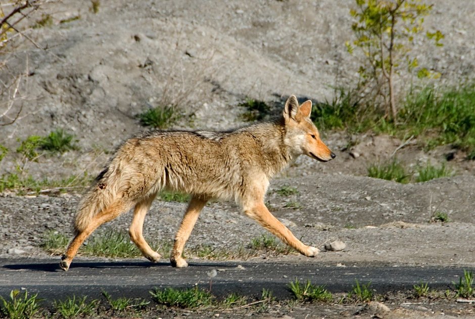 Шакалы красная Поляна