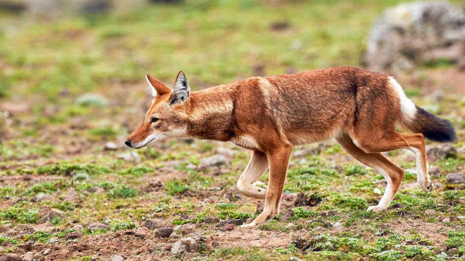 Эфиопский Шакал (canis simensis)
