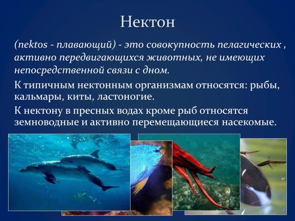 Нектон Гидробиология