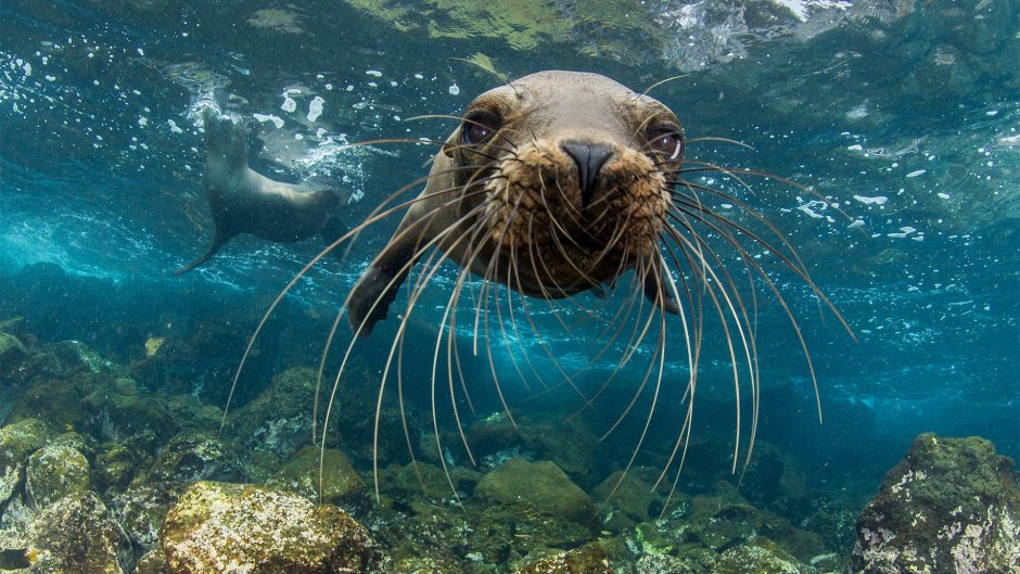 National Geographic pristine Seas Enric sala