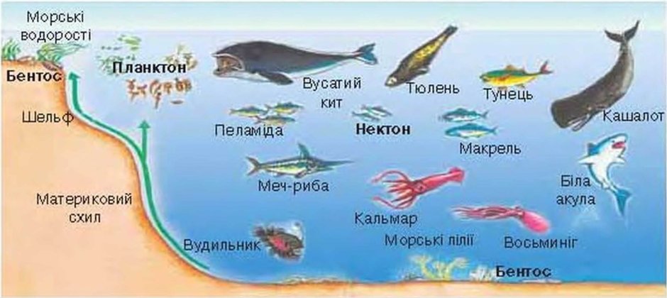 Планктон Нектон бентос