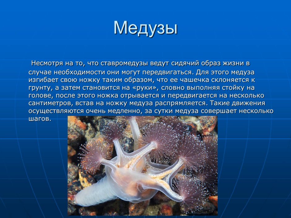 Медузы презентация