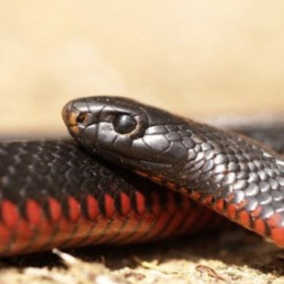 Змея Red belly