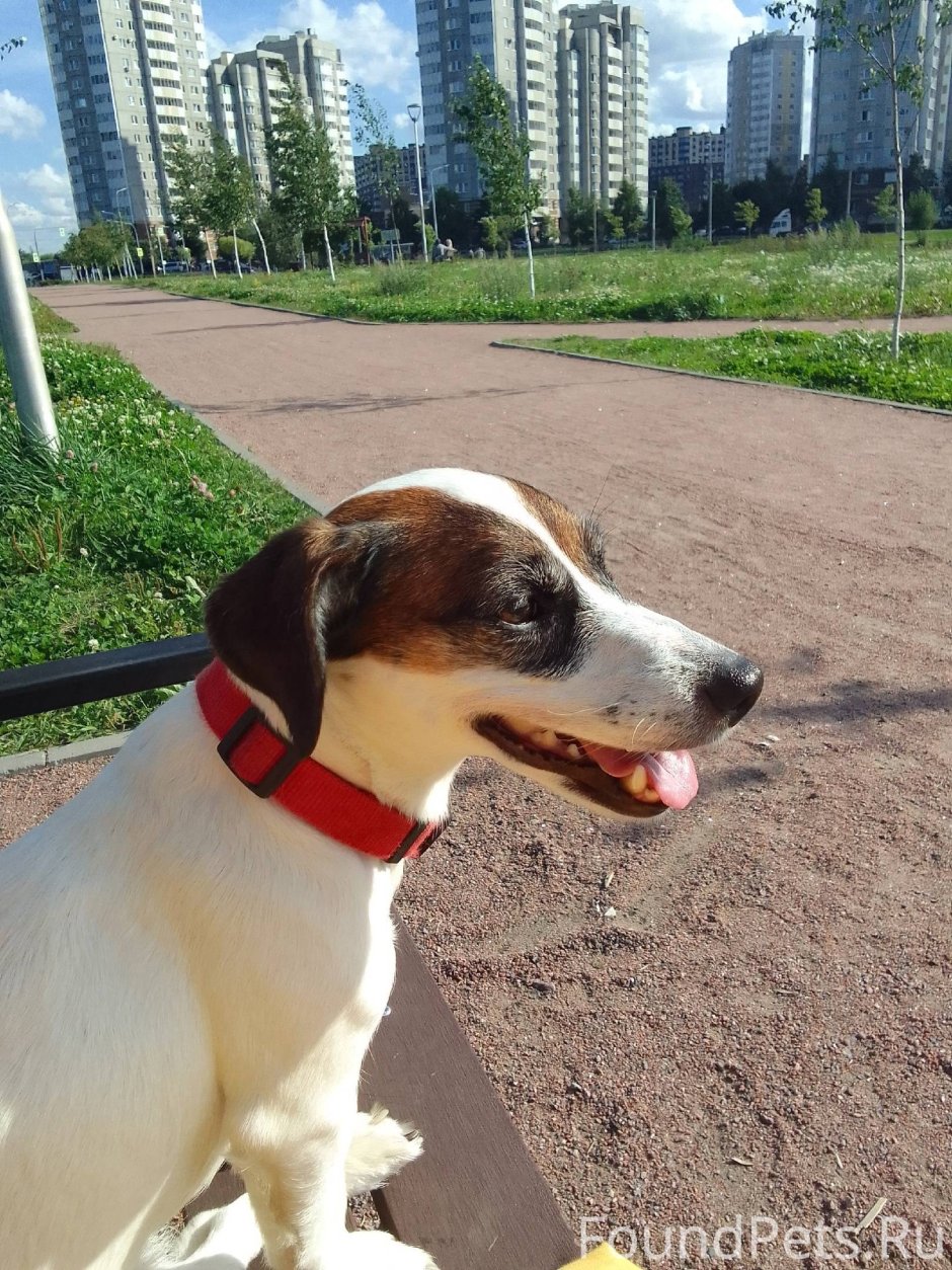 Гончая выжлец