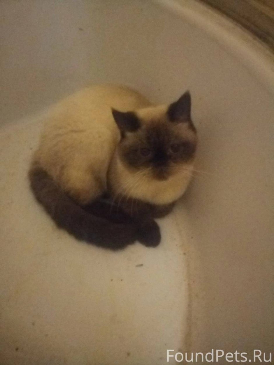 Кот кусает собаку