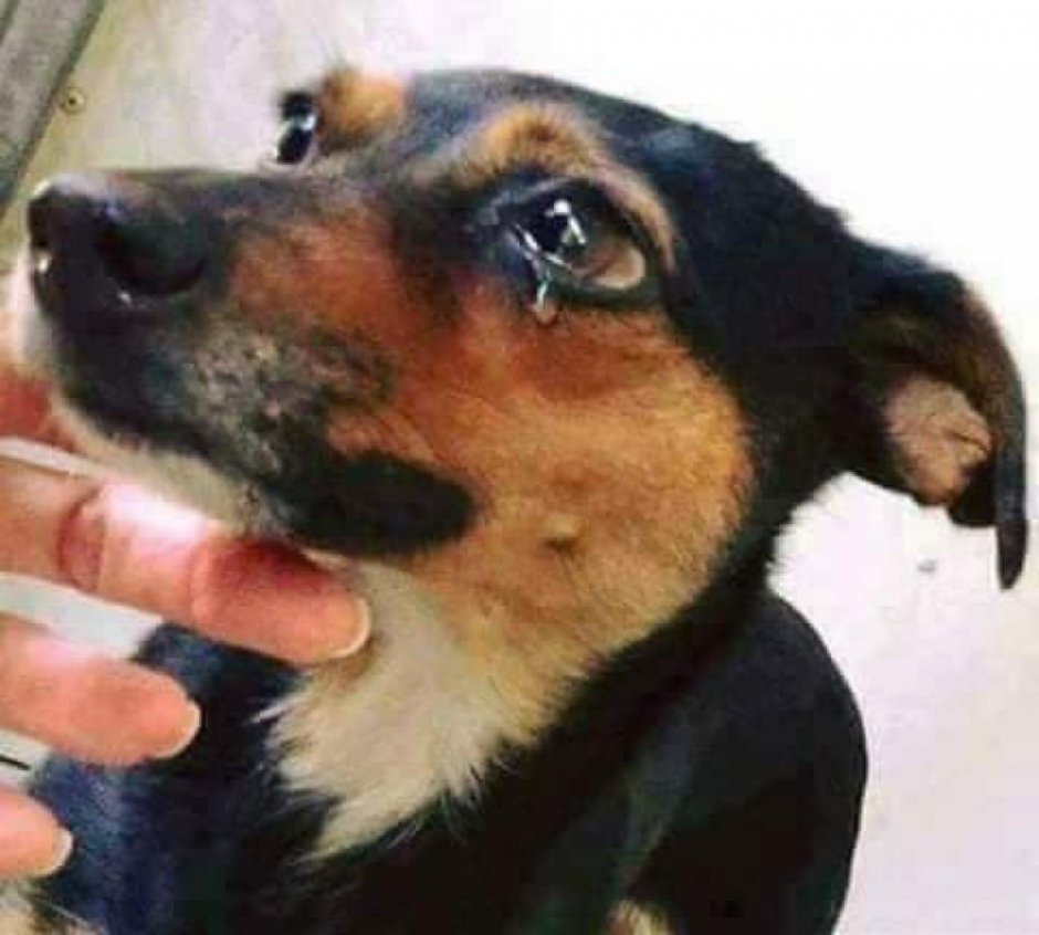 Собачьи слезы