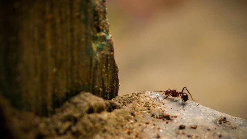 Муравей Atta cephalotes
