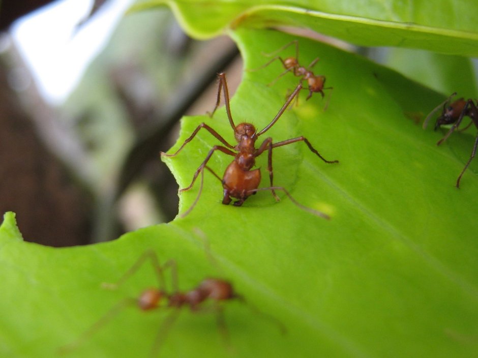 Leaf-Cutter Ants