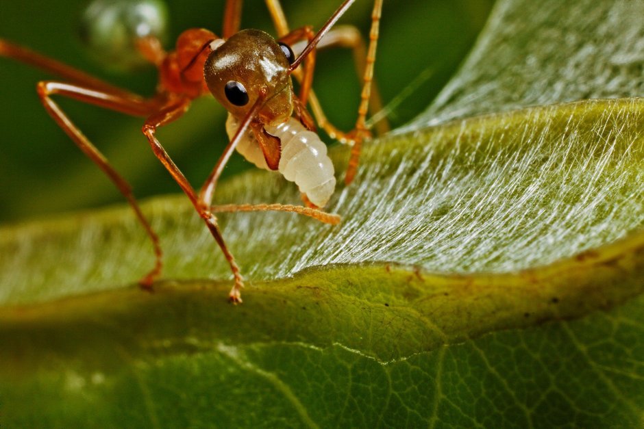 Муравьи-портные (Oecophylla smaragdina)