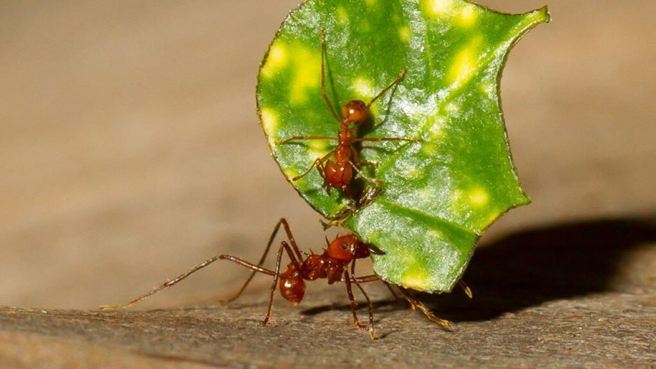 Leafcutter Ant Queen