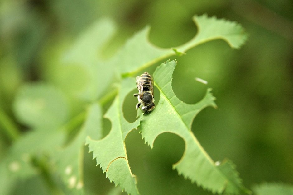 Megachile rotundata пчела-листорез люцерновая