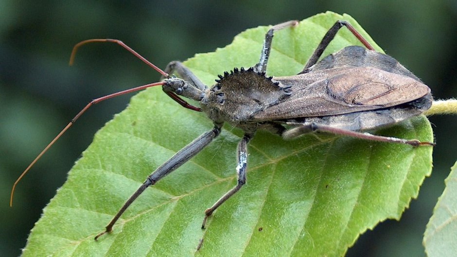 Arilus cristatus