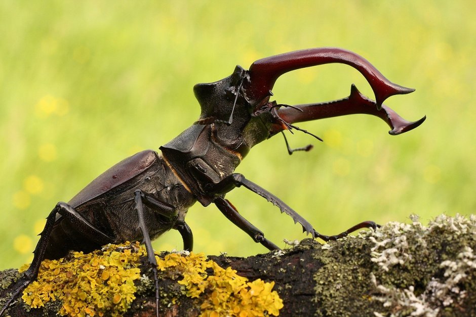 Жук-олень (Lucanus Cervus)