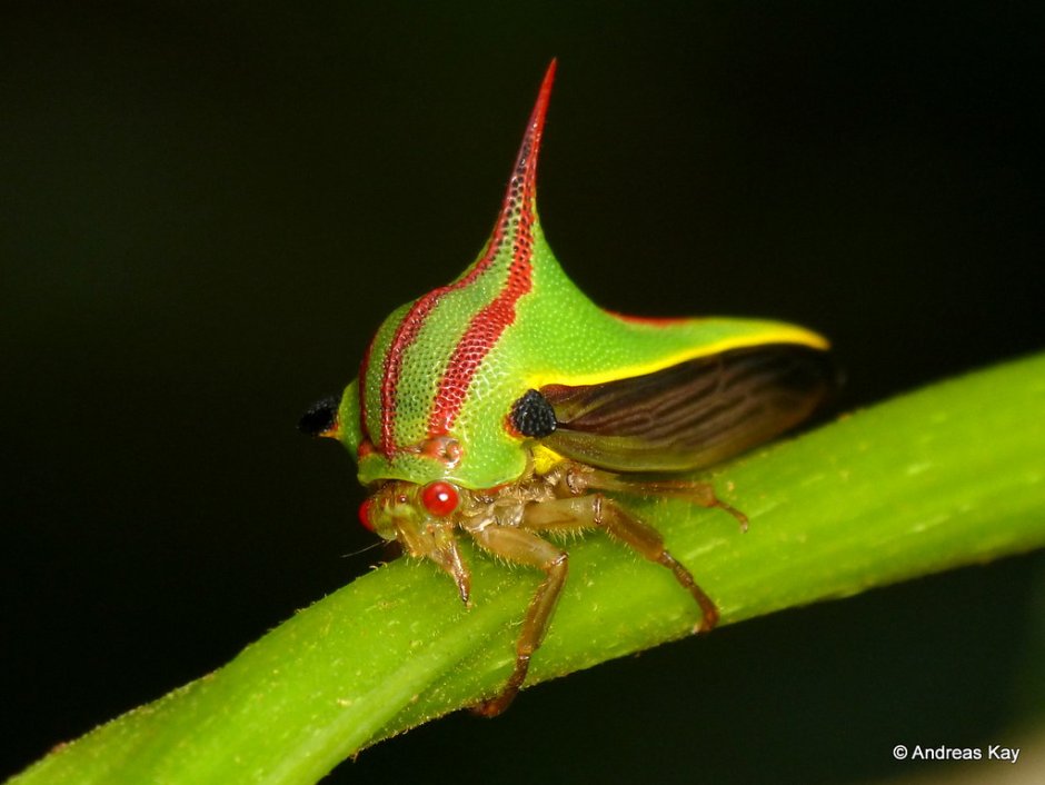 Жуки Umbonia spinosa