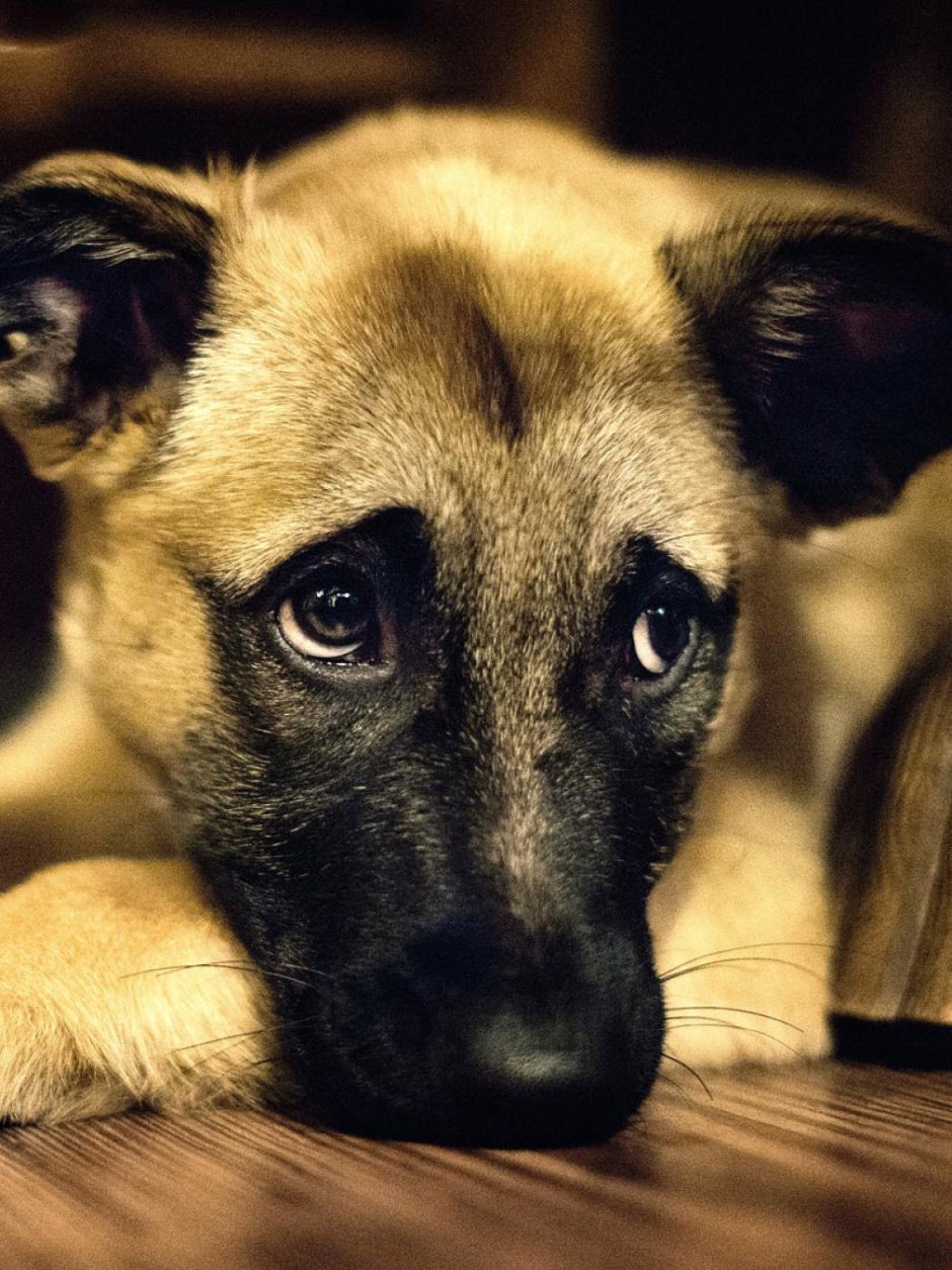 Like a Dog