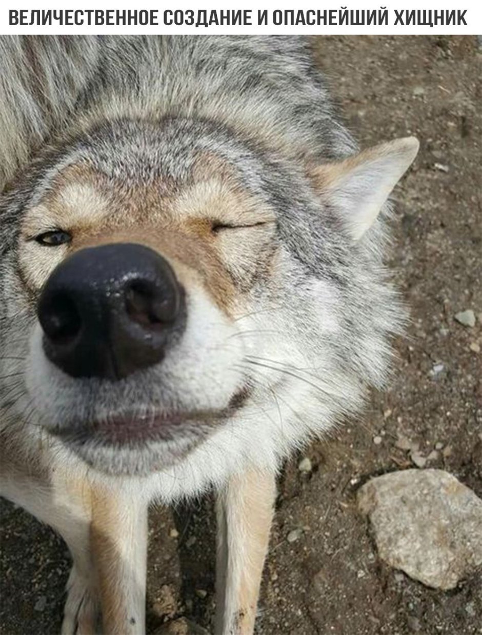 Волчья ухмылка